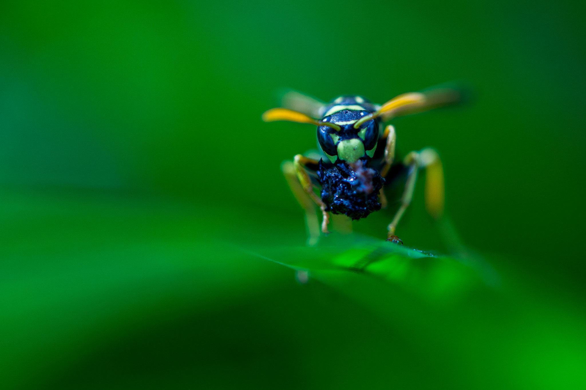 © Common Wasp / Slovenia