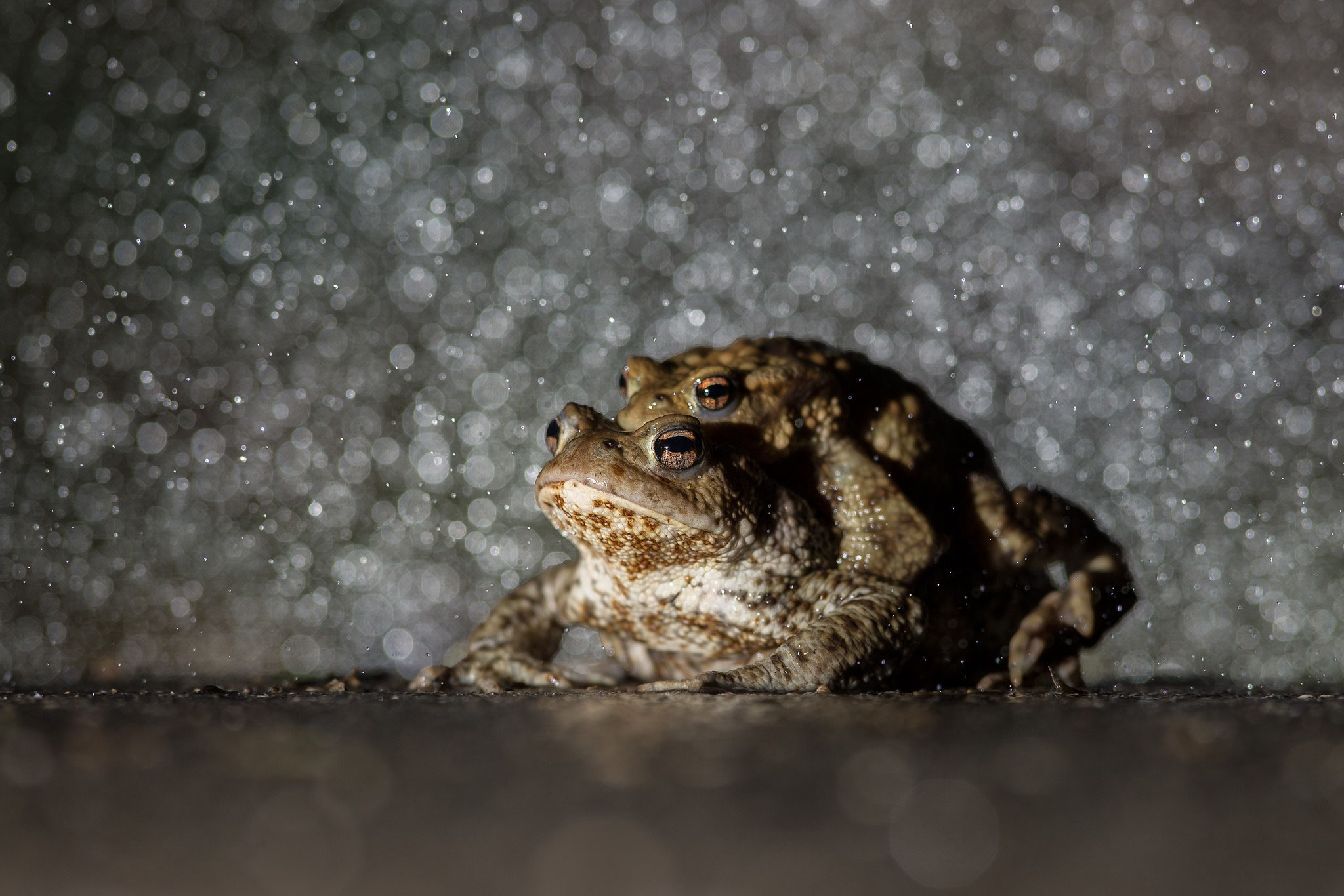 © Common Toad / Slovenia