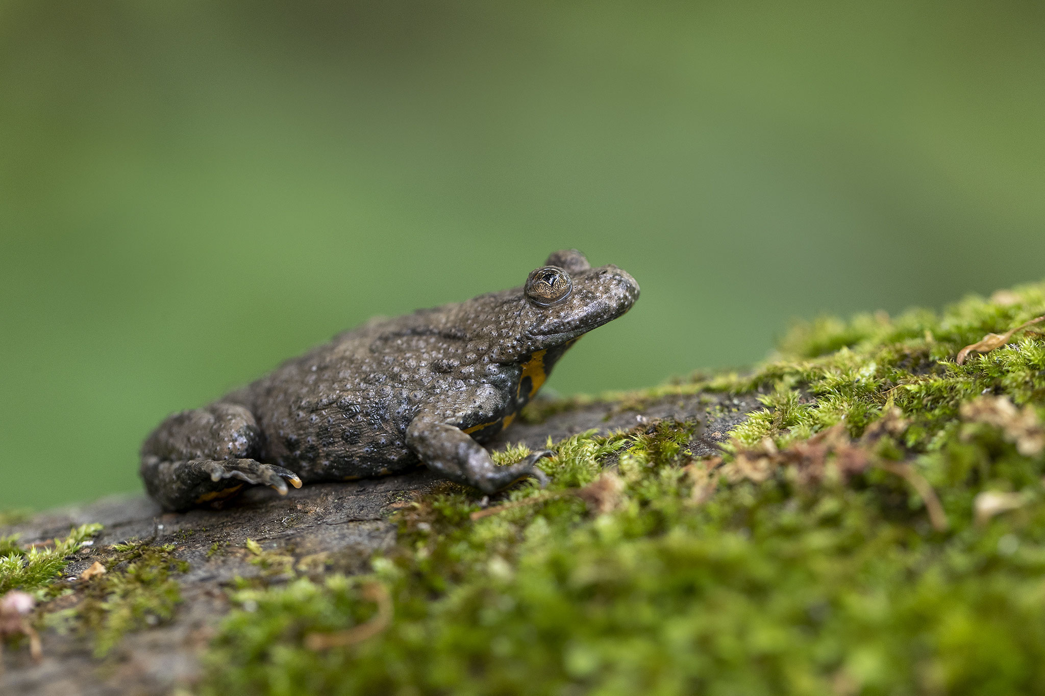 © Yellow-bellied Toad / Slovenia