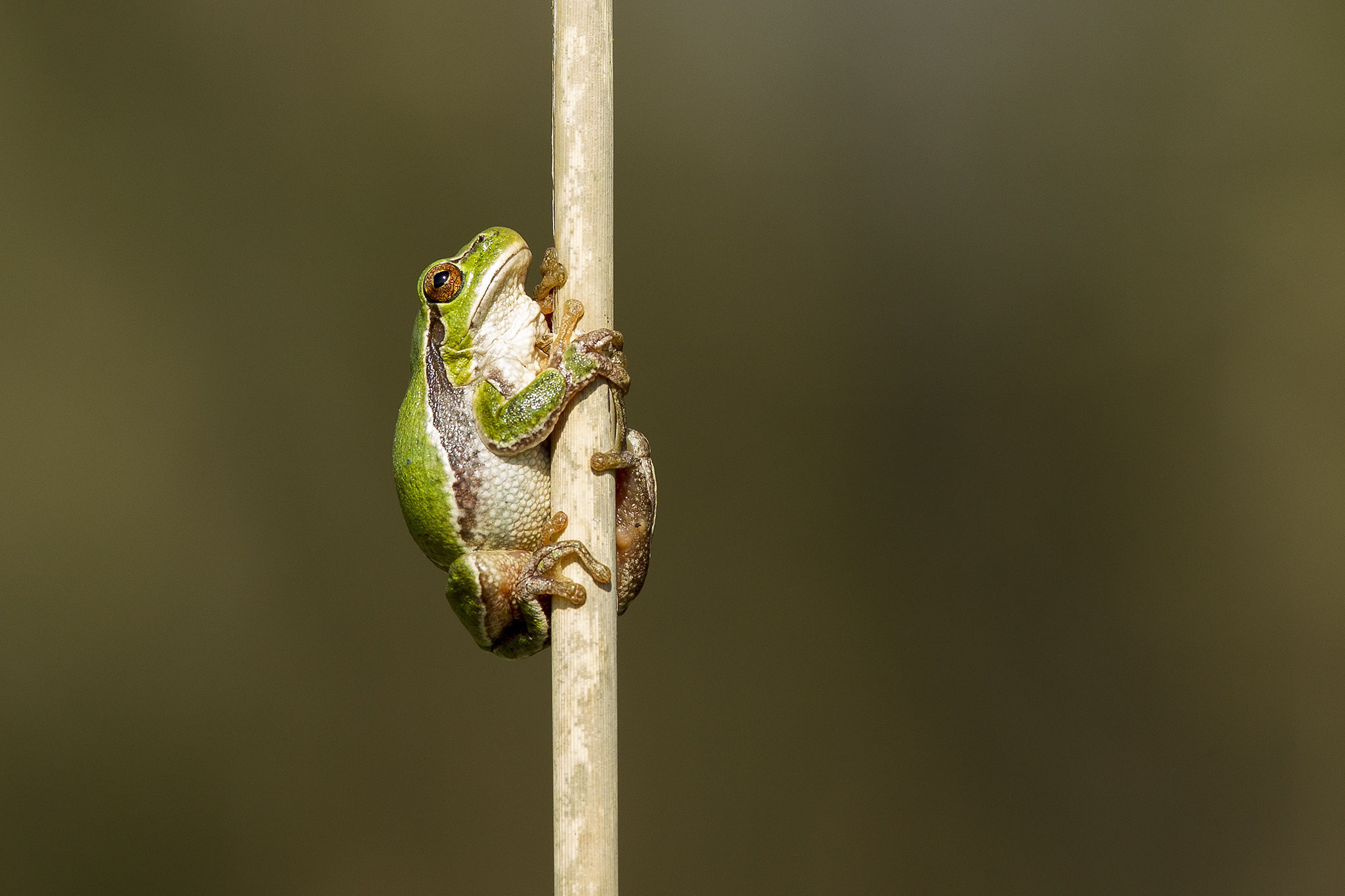 © Italian Tree Frog / Italy