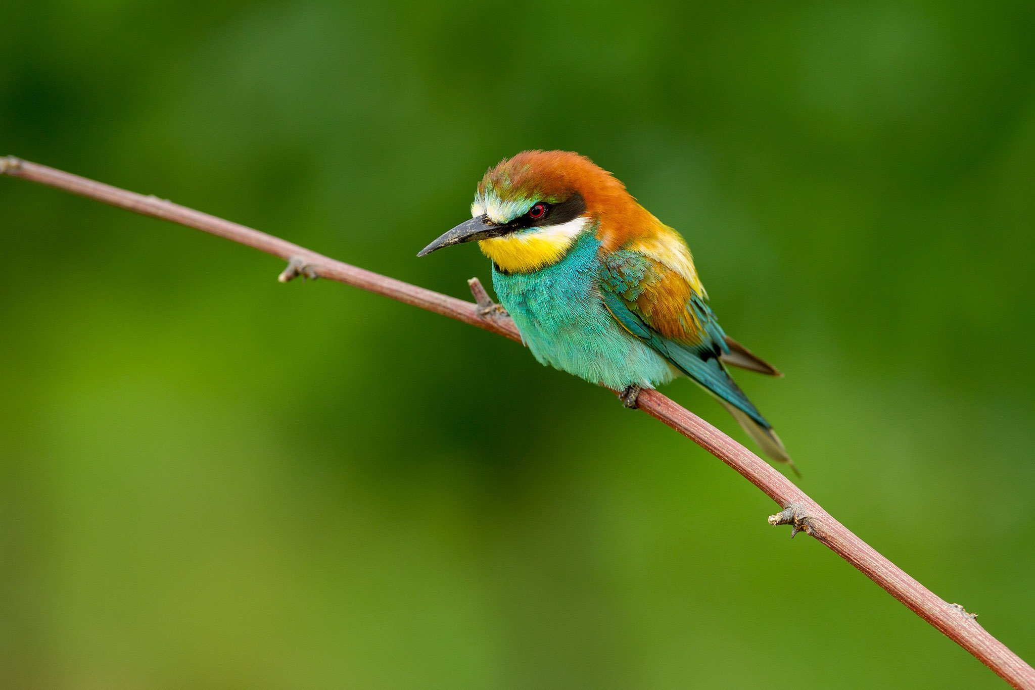 © European Bee-eater / Slovenia