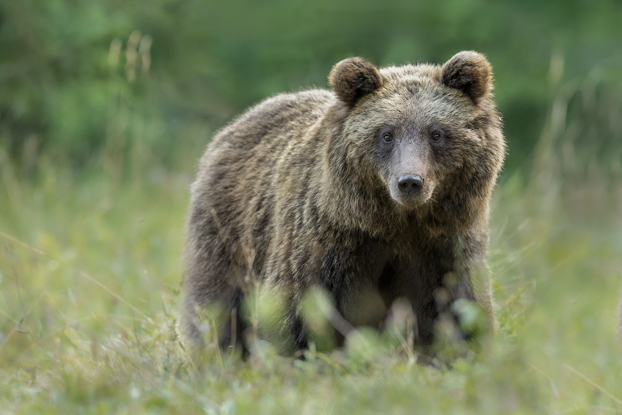 © Brown Bear / Slovenia