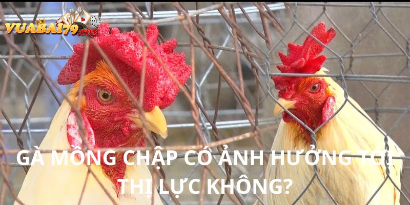 Chiến Thuật Xử Lý Gà Mồng Chập Trong Đá Gà Vegas79