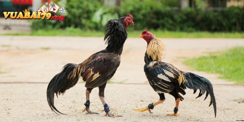 Giới Thiệu Về Gà Chọi Chân Sâu Đo - Nghệ Thuật Xem Gà Chọi Tại Vegas79