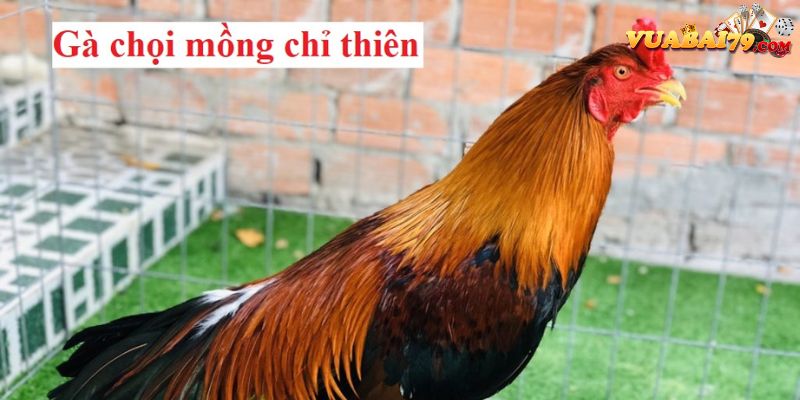 Sự Hấp Dẫn của Gà Mồng Chỉ Thiên Tại Vegas79