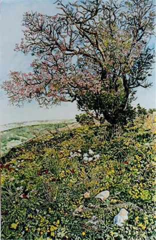 Blossoming almond tree and wild flowers, Upper Galilee, Israel, by Helen Bar-lev, Israel