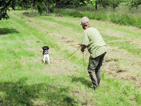 Die ertsen Vorstehübungen mit 4 Monaten am Wild