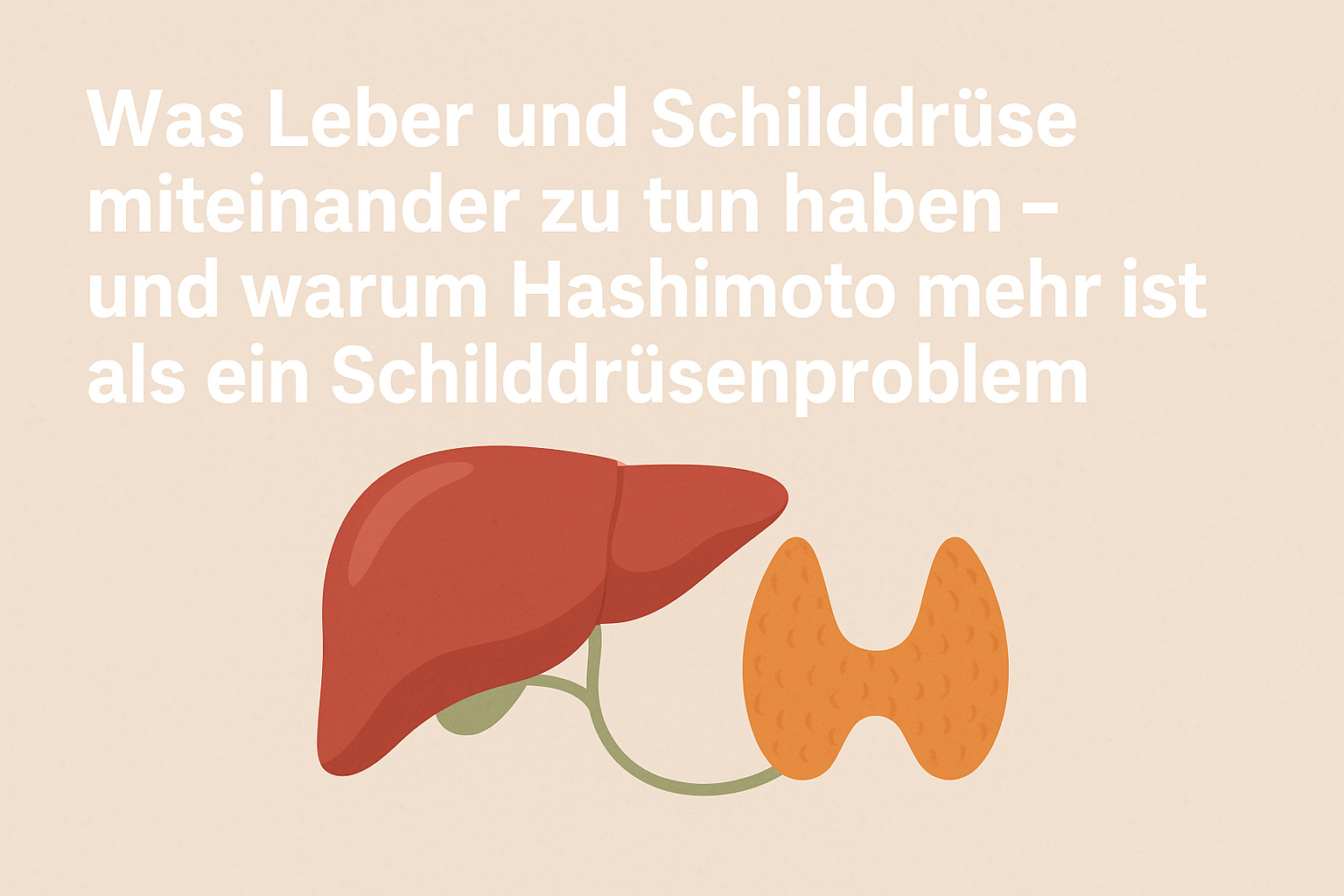 Was Leber und Schilddrüse miteinander zu tun haben – und warum Hashimoto mehr ist als ein Schilddrüsenproblem