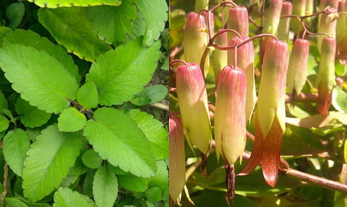 Power für's Immunsystem: Bryophyllum pinnatum