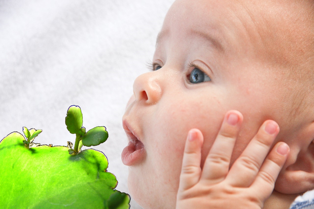 Bryophyllum bei Kinderwunsch: Progesteron-ähnliche Wirkung? JEIN!