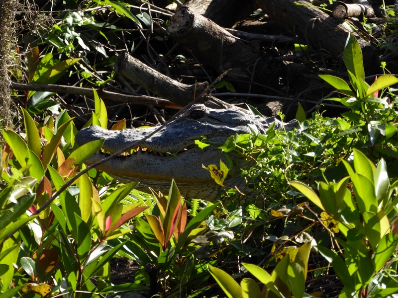 Alligator farm in den Everglades