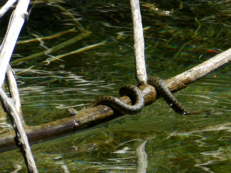 Wasserschlangen im See (ungefährlich und sehr flüchtig)