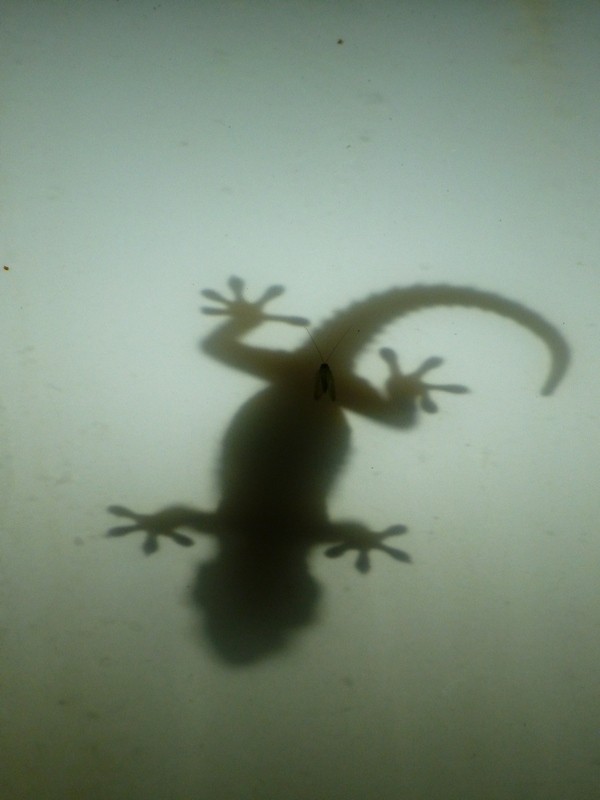 Finca-Gecko