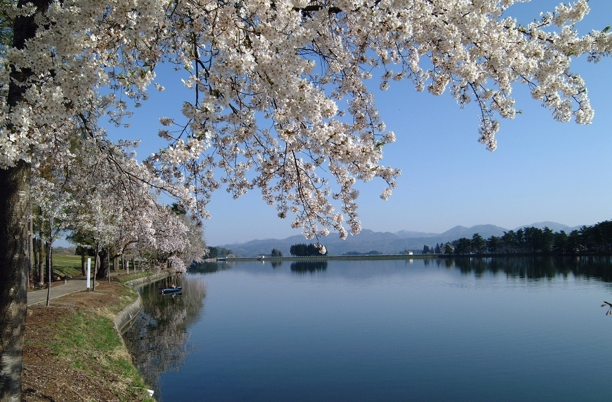 花笠踊り発祥地「徳良湖」桜名所