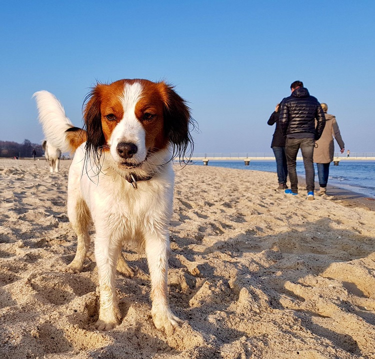 Sprotte am Strand