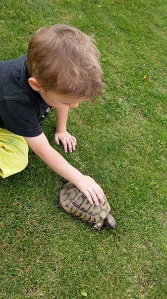 eine unserer Schildkröten