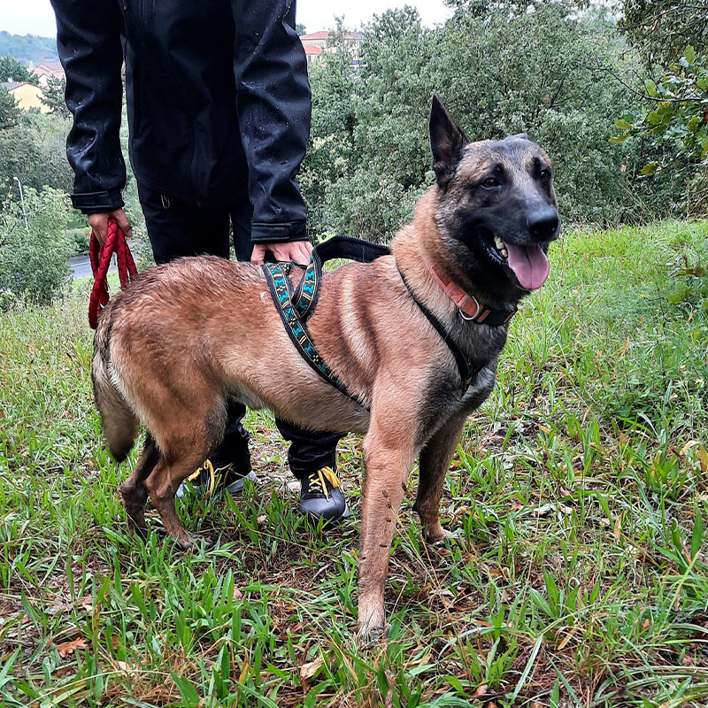 Zurkan - Malinois - 4 ans