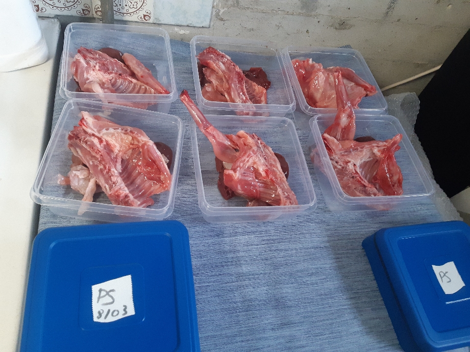 Ration (de Phenix) en cours de proportionnage