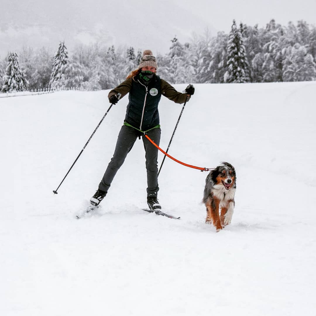 Faire du ski avec son chien : le ski joering