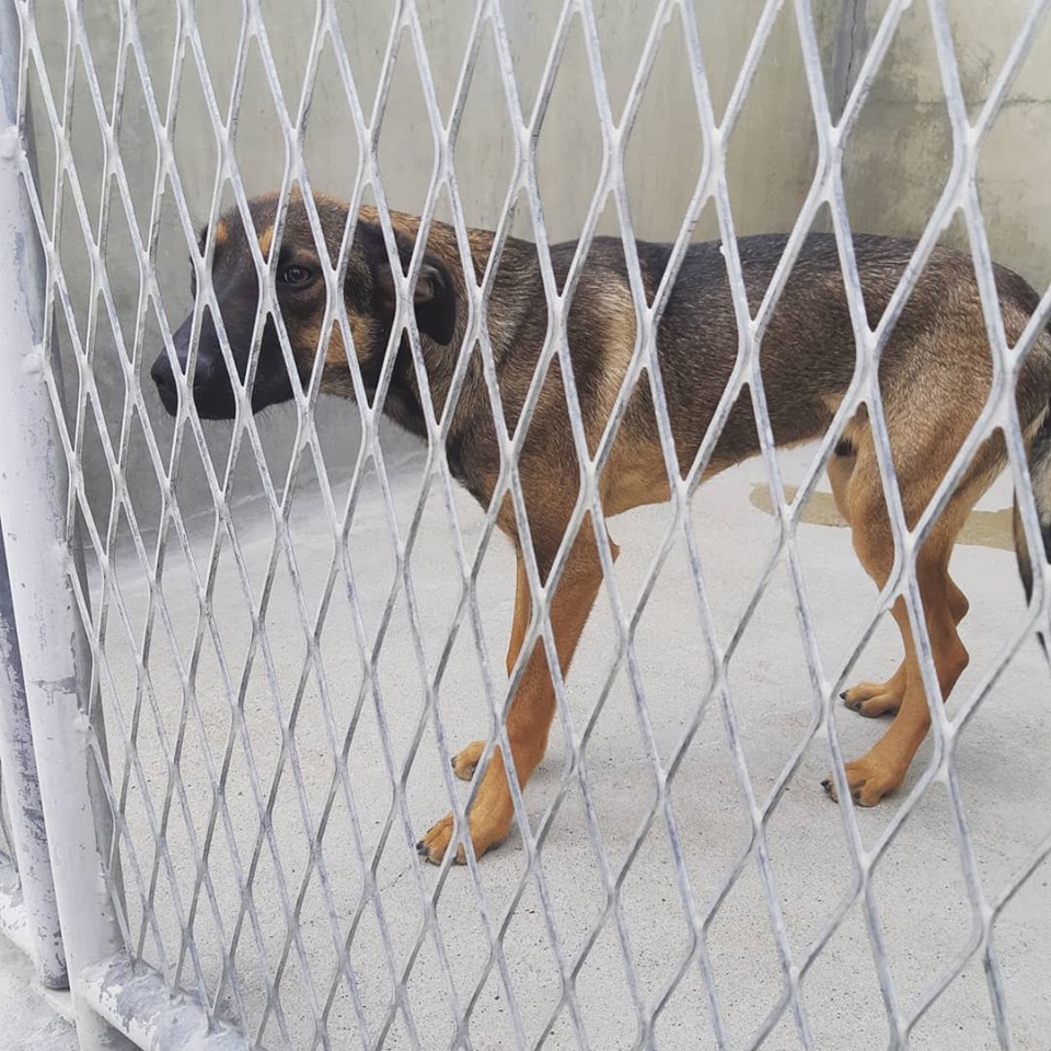 Adopter un chien à la SPA : Bienvenue Phénix !
