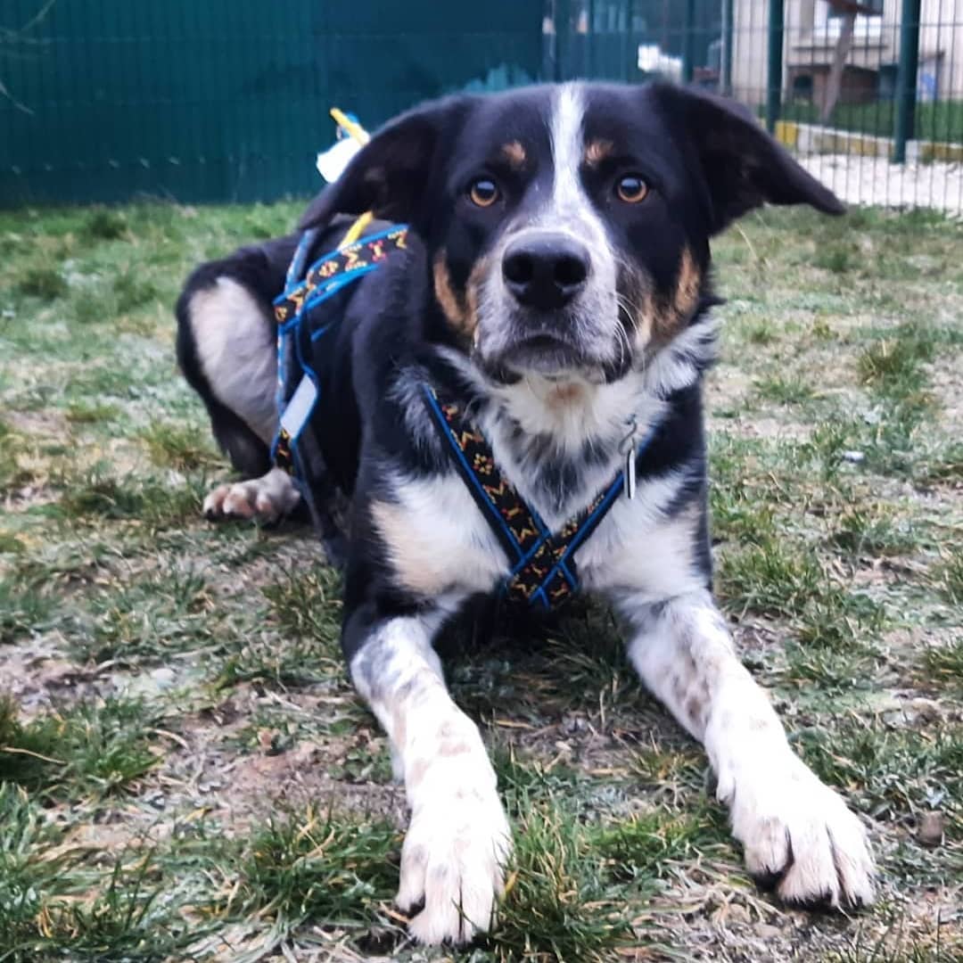 Adopté - Oasis - SPA de Lyon et du Sud-Est