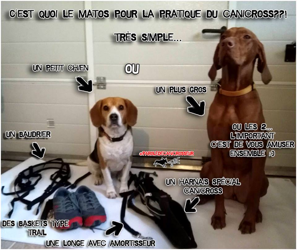 Matériel de canicross discount