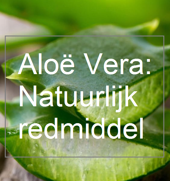 Aloë Vera: natuurlijke redmiddel