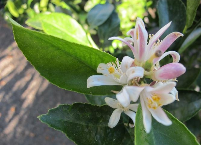 Miel de citronnier