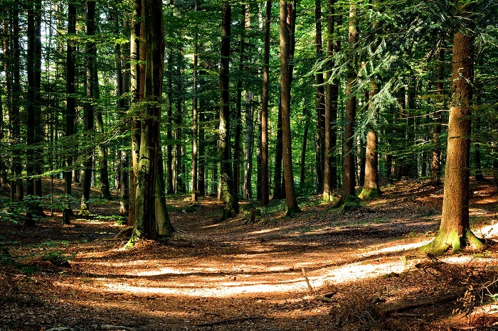 Miel de forêt