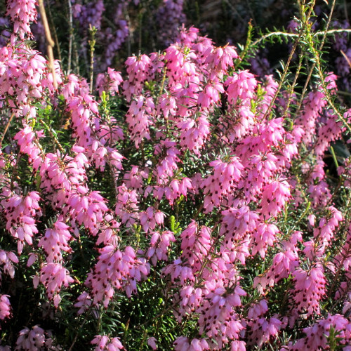 Miel de bruyère Erica