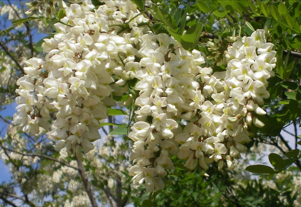 Miel d'acacia