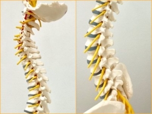 写真③　脊柱の構造