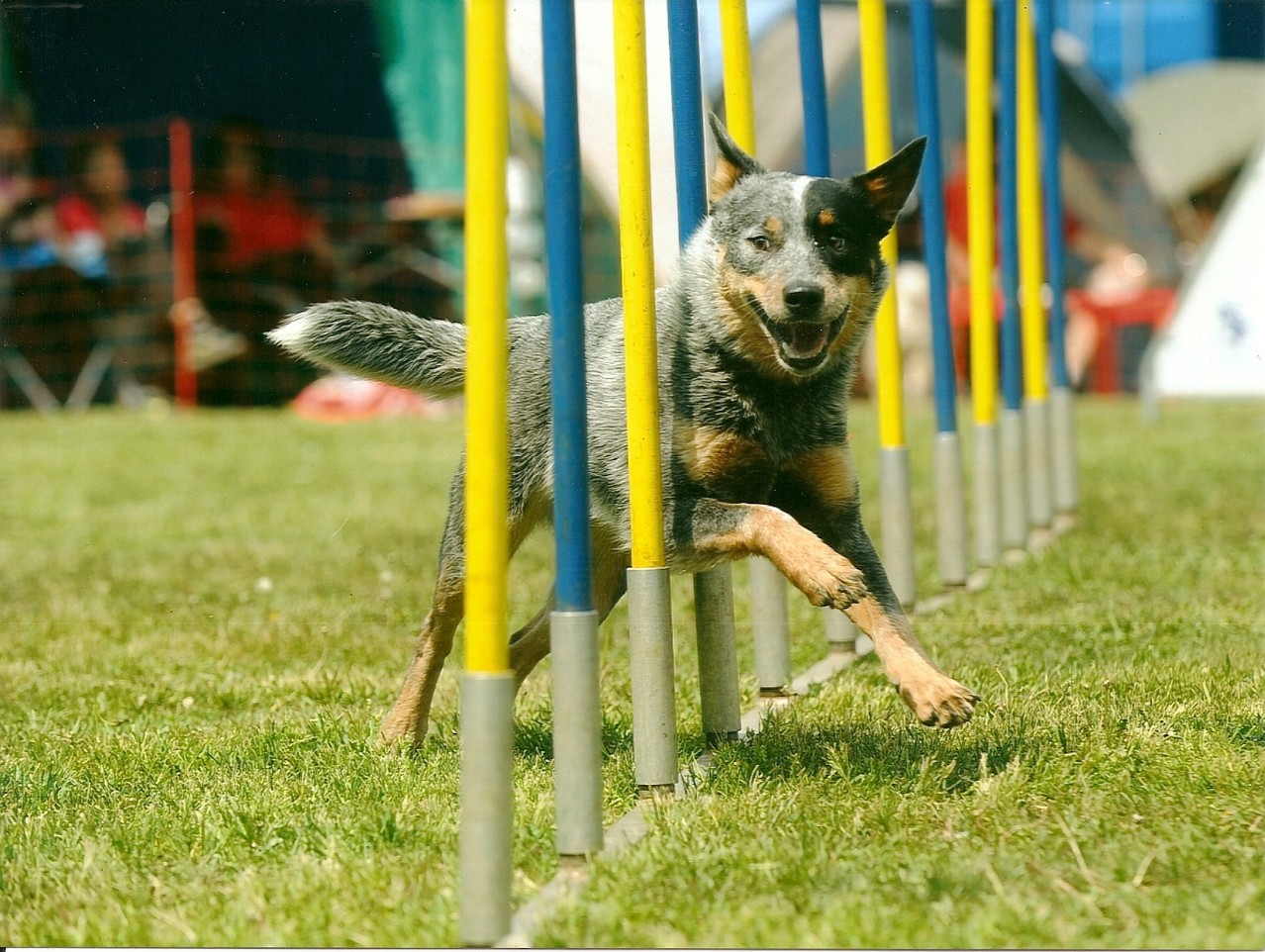 lächelnder Hund ;-) - Bax im Slalom