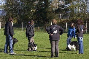 noch mehr Trick Dogs