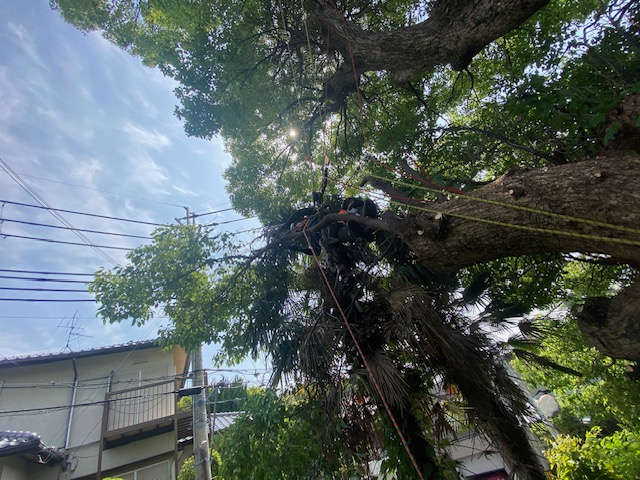 兵庫県宝塚市　クスノキ特殊剪定！