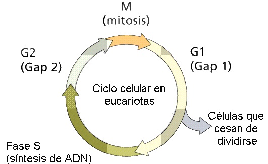 Competencia Trimestral Pagina Web De Claicarubio Quil