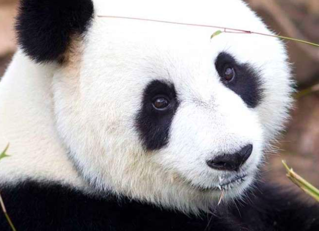 Say hello to FU NI, Adelaide Zoo, Adelaide, South Australia.