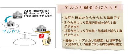 アルカリ酵素の働き　アルカリ酵素が唾液と共にペーハーバランスを整え虫歯を予防します