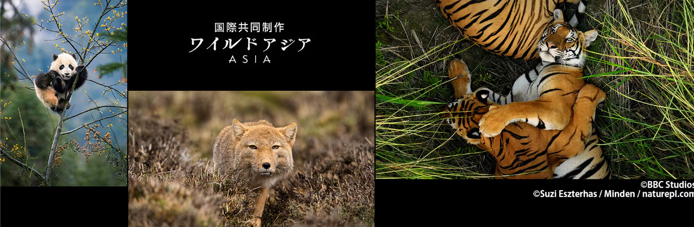 ワイルドアジア　プロローグ