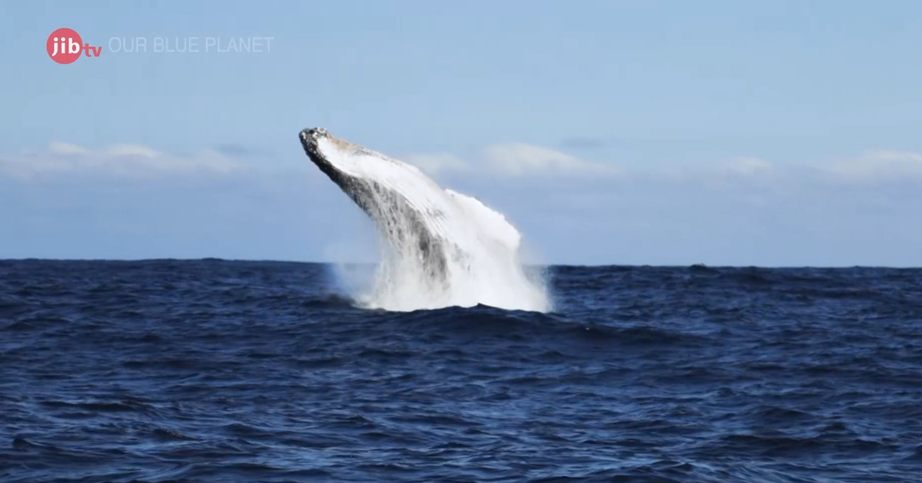 OUR BLUE PLANET　-A Future Created by Rich Ecosystems-