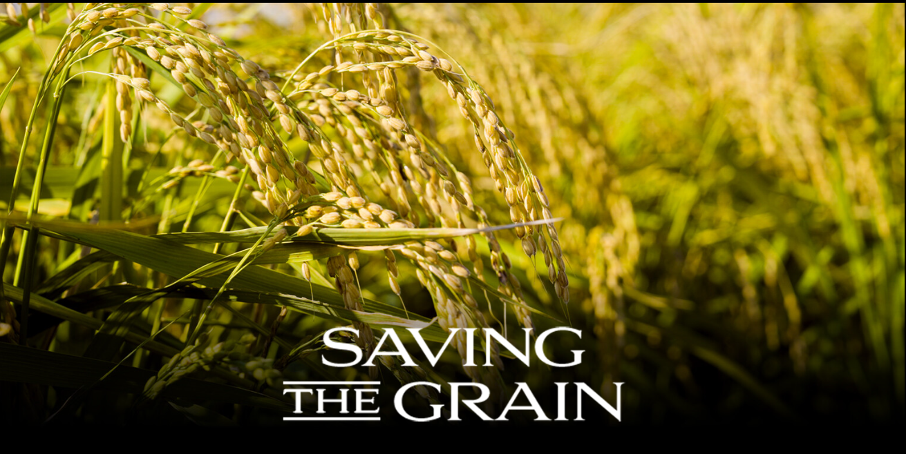 Saving the Grain: Japanese Rice in a World of Extreme Weather