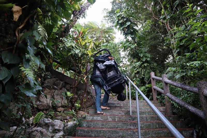 「DINO恐竜パーク やんばる亜熱帯の森」の階段