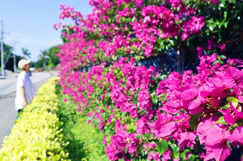 【沖縄・恩納村ドライブコース】真栄田岬に向かう途中の「ブーゲン通り」は南国ピンクの絶景フォトスポット！バス旅でもアクセス可能、駐車場など詳しく