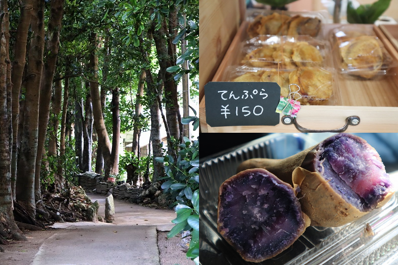 幸せを呼ぶパワースポット沖縄本部町「備瀬のフクギ並木」現在の様子とおすすめ食べ歩きグルメを紹介。無料駐車場までの行き方詳細