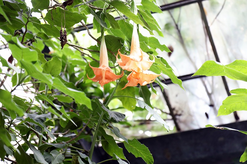 色とりどりの花にうっとり