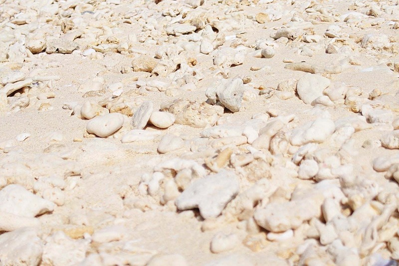 サラサラの砂浜と同時に、綺麗なサンゴや貝殻を探すビーチコーミングも楽しめます