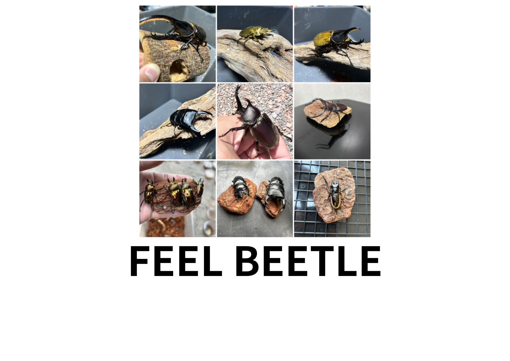 カブトムシ、クワガタ販売