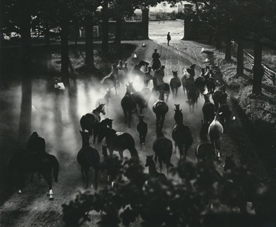 Hein Gorny (1904-1967)  - Heimkehr der Herde  Ca 1936 - Gelatin silver print - © Hein Gorny/Collection Regard