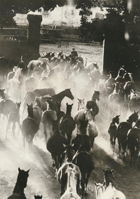 Hein Gorny (1904-1967)  - Heimkehr der Herde 1936 - Gelatin silver print re-printed 1972 by Heinrich Riebesehl - 23,1 x 17,0 (23,8 x 17,8) cm - © Hein Gorny/Collection Regard