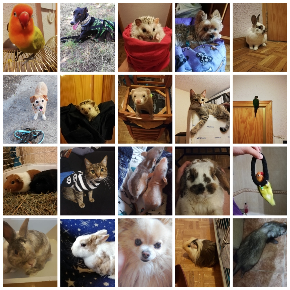 Página web de vjguarderiademascotas